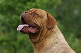 DOGUE DE BORDEAUX 300